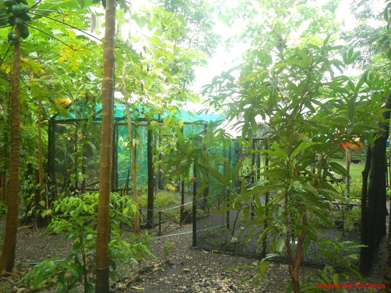 Tibiao Butterfly House