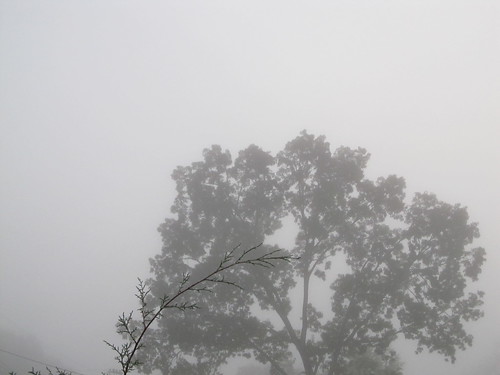 fog oaktree oakridge tennessee