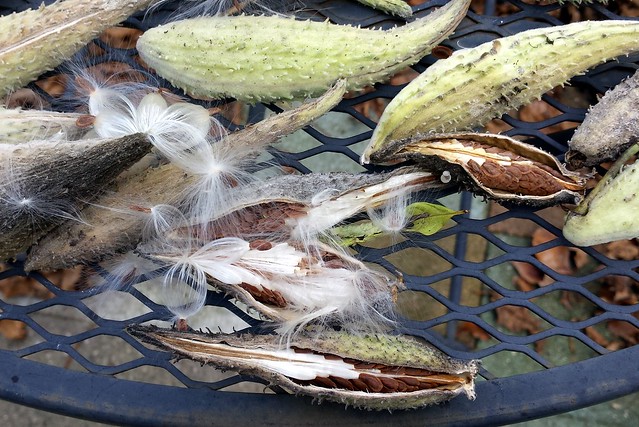 closeup of several of the pods on the table, four of which are open to show brown seeds, and two that have seeds that have started to fly away