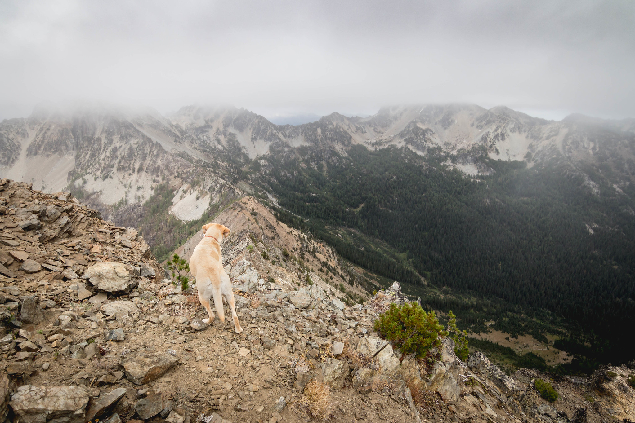 Summit dogs on Gopher Mountain