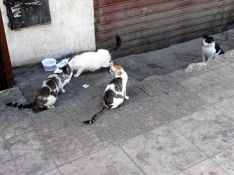 Египетские кошки 