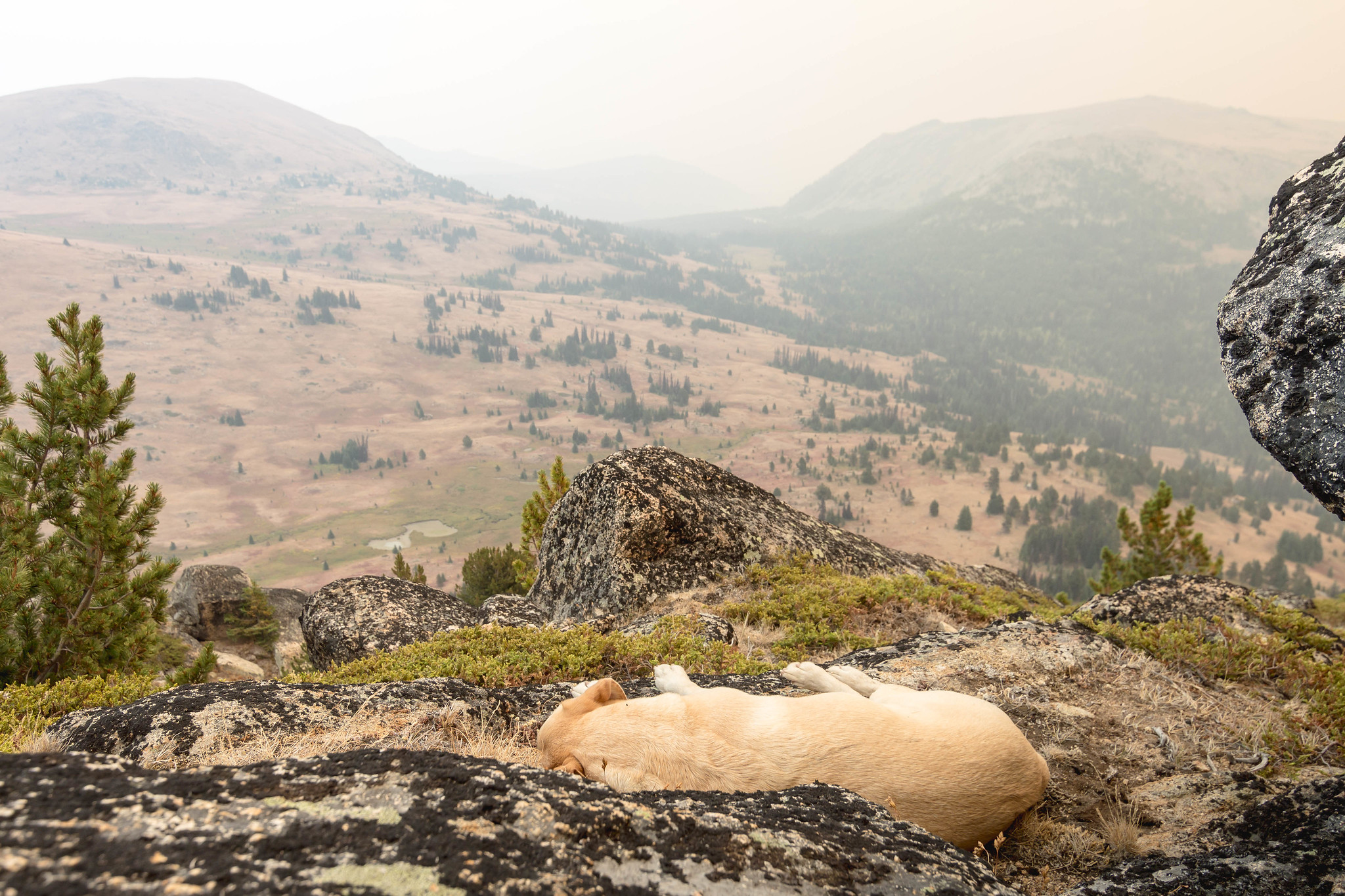 Summit dogs on Rock Mountain 7641