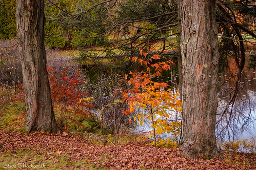 smack53 foliage fall fallcolors autumn autumnseason autumncolors leaves colorful colors outside outdoors westmilford newjersey nikon d100 nikond100
