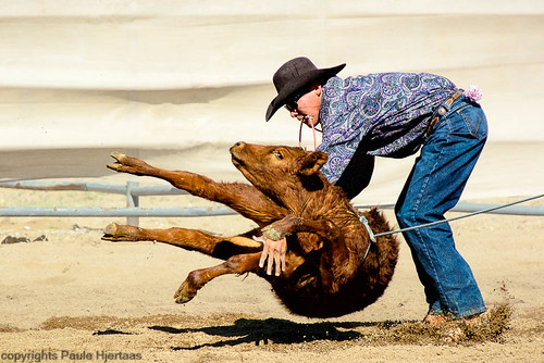 action arizona sells usa brown color rodeo roping throwing calf cowboy