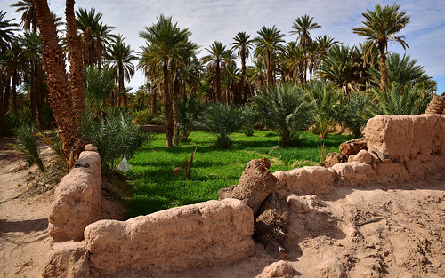 agriculture antiatlas berbervillage contrast cultivation desktop featured ksartazarte morocco mudbrick palmtrees palmerie verdant