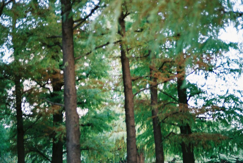 東池袋中央公園の樹木。Leica M4 Voigtlander75mm f1.8