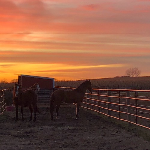 Sunset on the farm. Owen, Gypsy and Aunt Bea