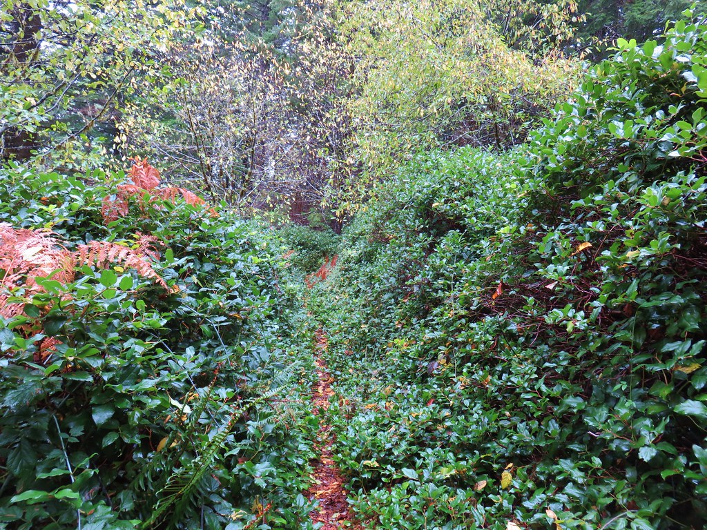 Cummins Ridge Trail