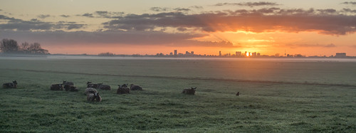 nederlandvandaag saturday middendelfland rotterdam clouds fog grass mist panorama sheep sky skyline sun sundawn sunrise bird