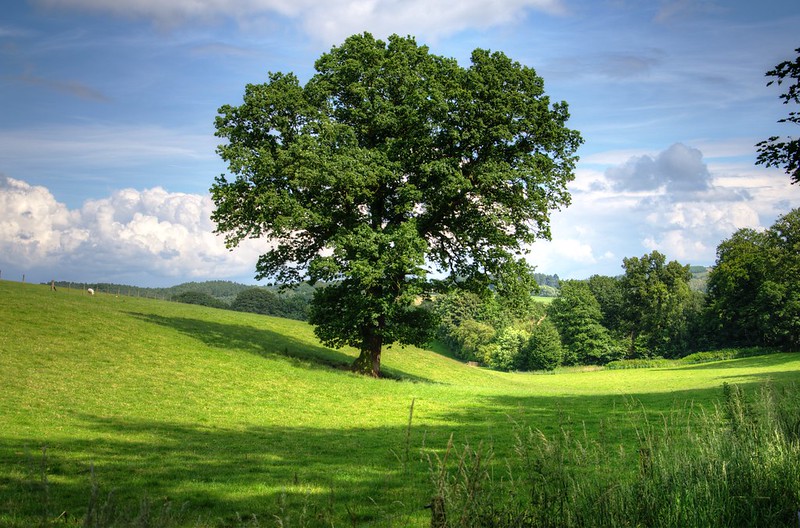 tree-oak-landscape-view-53435