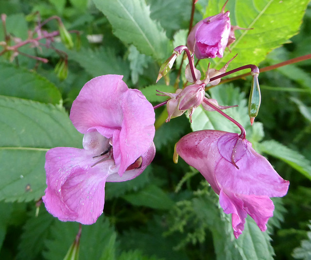 Himalayan Balsam by River Otter