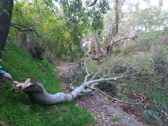 Δέντρο έσπασε στα δύο κατά την διάρκεια της καταιγίδας «Ευρυδίκη»