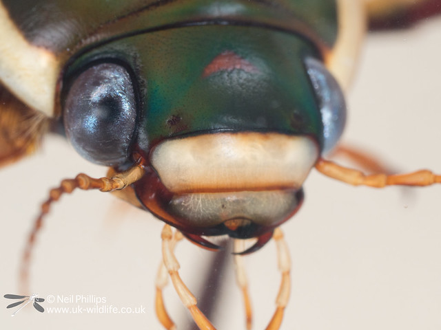 black bellied diving beetle Dytiscus semisulcatus in photo aquarium-2