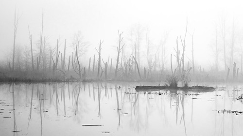 skagitwmawylieslough mountvernon washington unitedstates us trinterphotos landscape fog blackandwhite monochrome