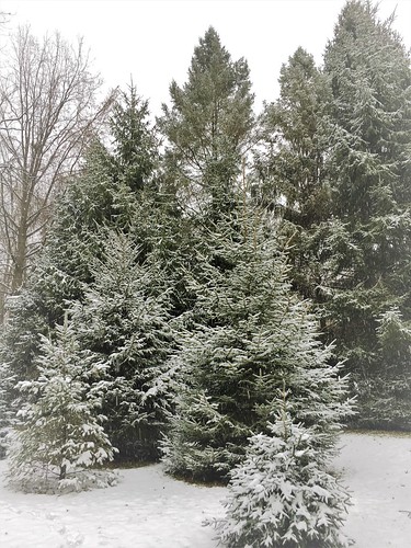 baltimore maryland home backyard christmastrees spruce snow htmt