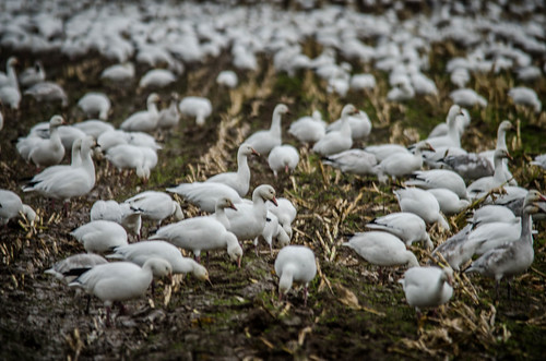 Migrating Snow Geese-18
