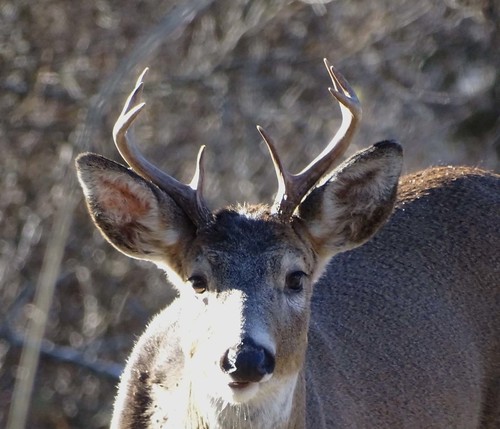 deer whitetail buck 4point