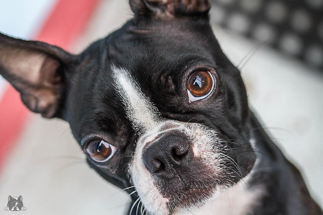 Boston Terrier Pictures and Informations