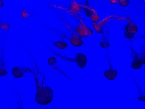 Jellyfish (2) #toronto #ripleysaquarium #aquarium #jellyfish #latergram