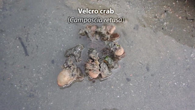 Velcro crab (Camposcia retusa)