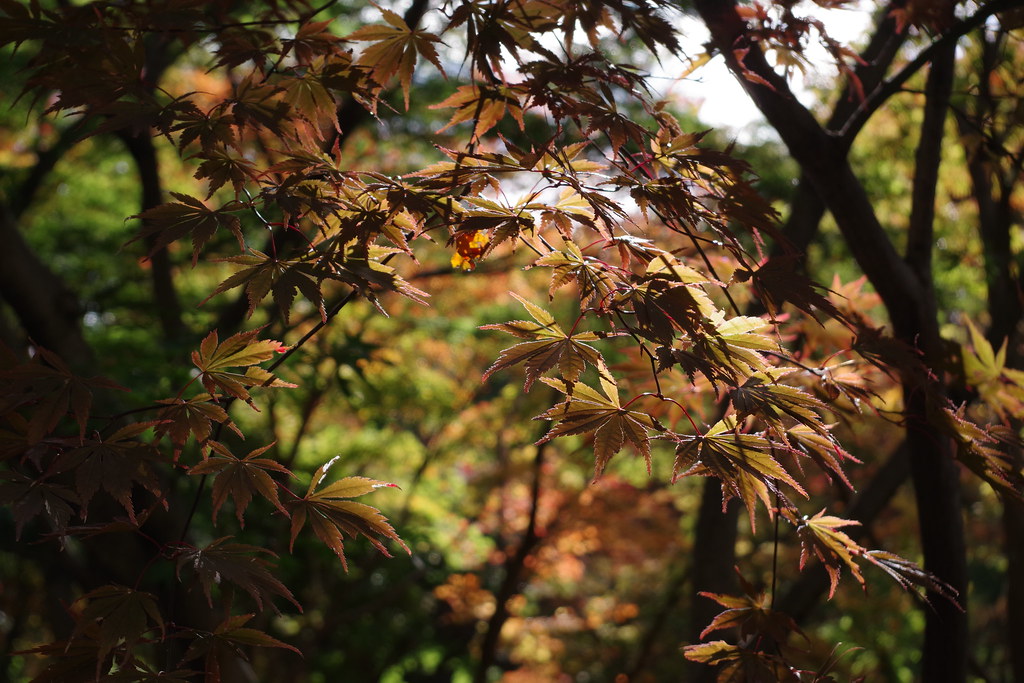 もみじ in Jindai Botanical Garden