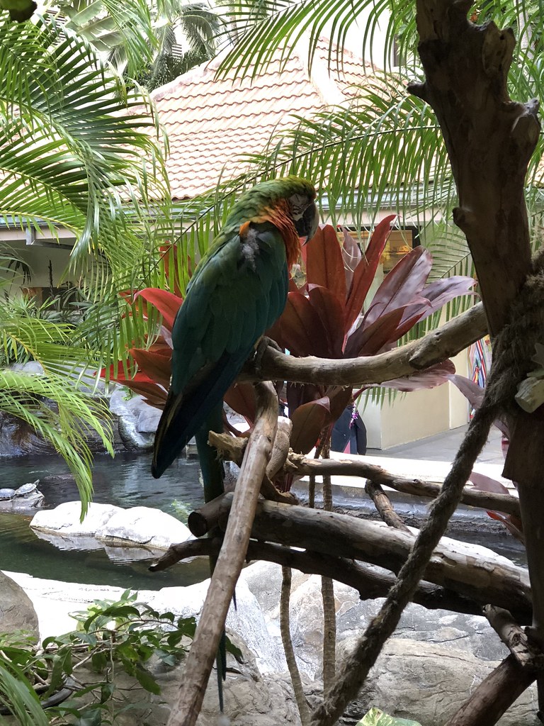 One of the many beautiful birds around the resort.