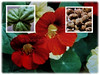 Tropaeolum majus (Nasturtium, Garden Nasturtium, Indian Cress, Monks Cress)