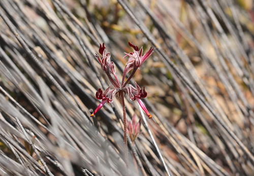 A geophytic Pelargonium ellaphieae, South African endemic