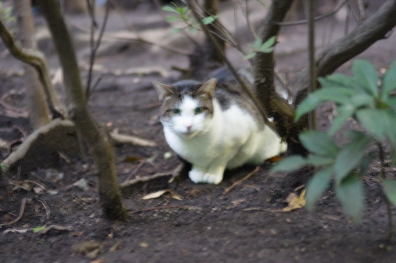 RICOH GXR+Voigtlander 75mm f1.8東池袋中央公園の猫。キジ白