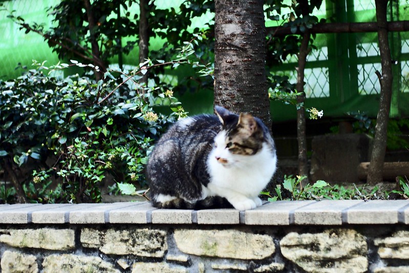 池袋駅前公園の猫。キジ白