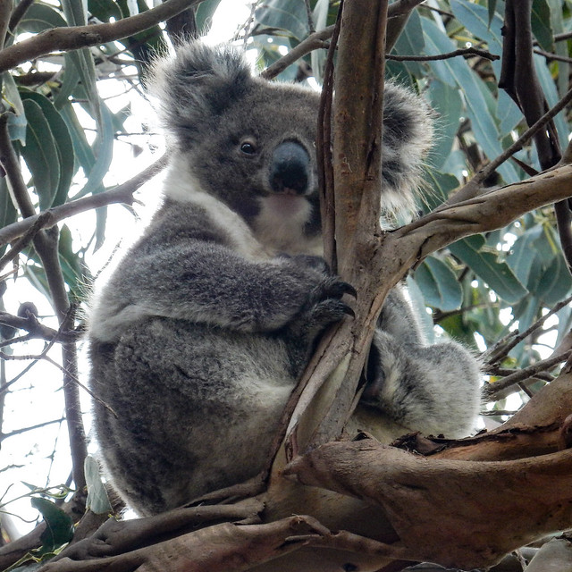 Kangaroo Island, fauna australiana en estado puro - AUSTRALIA POR LIBRE: EL PAÍS DEL FIN DEL MUNDO (1)