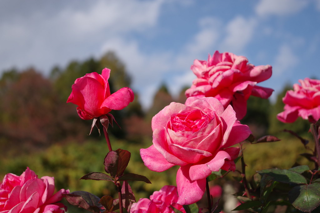 バラ園 Rose Garden