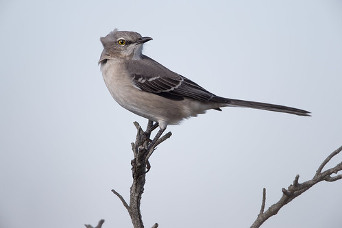 mimuspolyglottos northernmockingbird