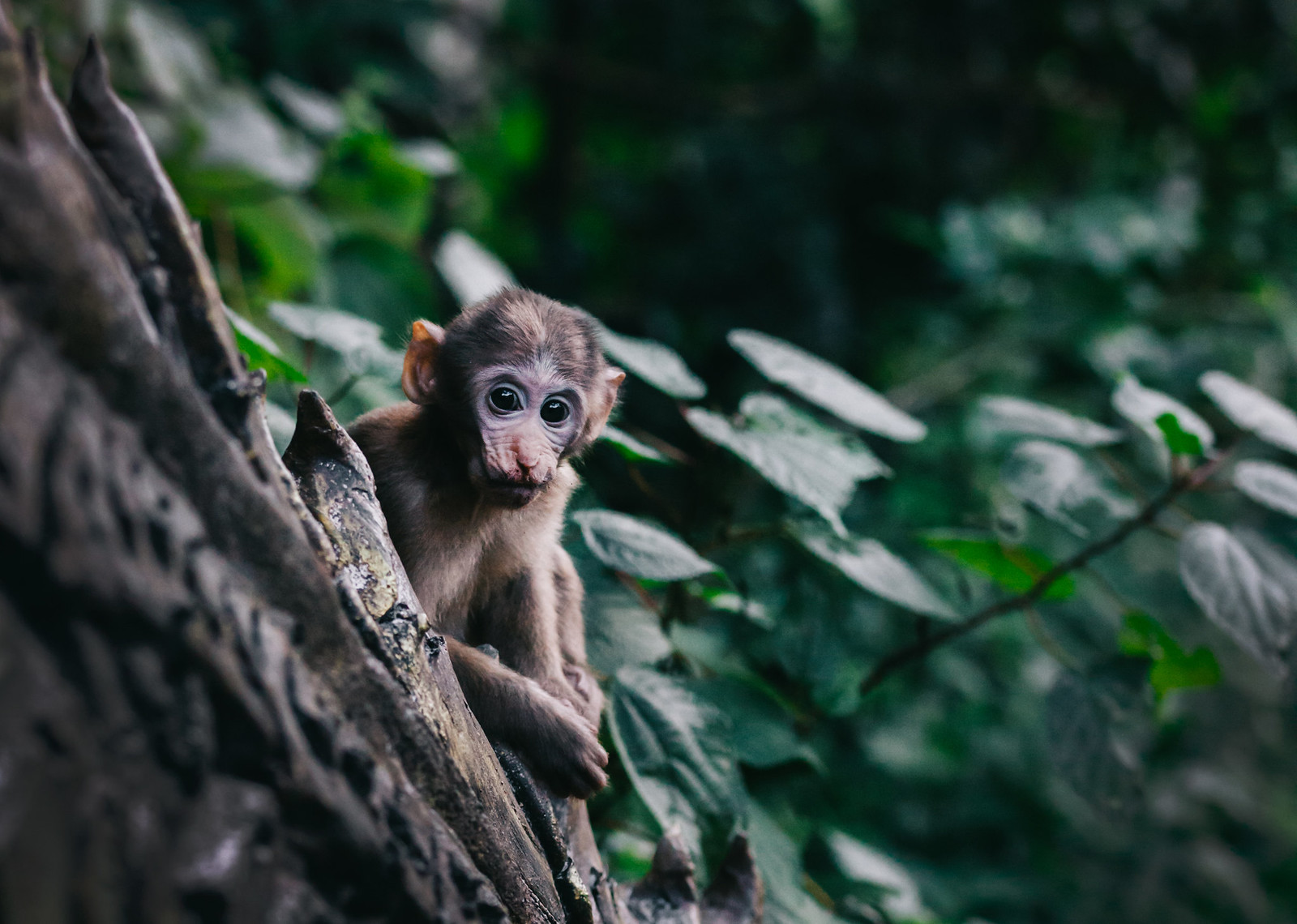 Chiang Rai | Monkey Cave