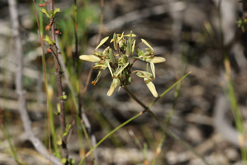 A tuberous Pelargonium rapaceum, section Hoarea