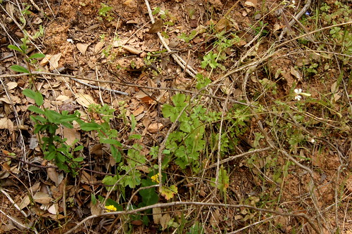 Pelargonium alchemilloides in wild