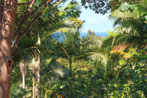 jungle palms dense plants nature hawaii trees blue umaumafallsandziplineexperience leaves vegetation rainforest green pacificocean lush tropical landscape