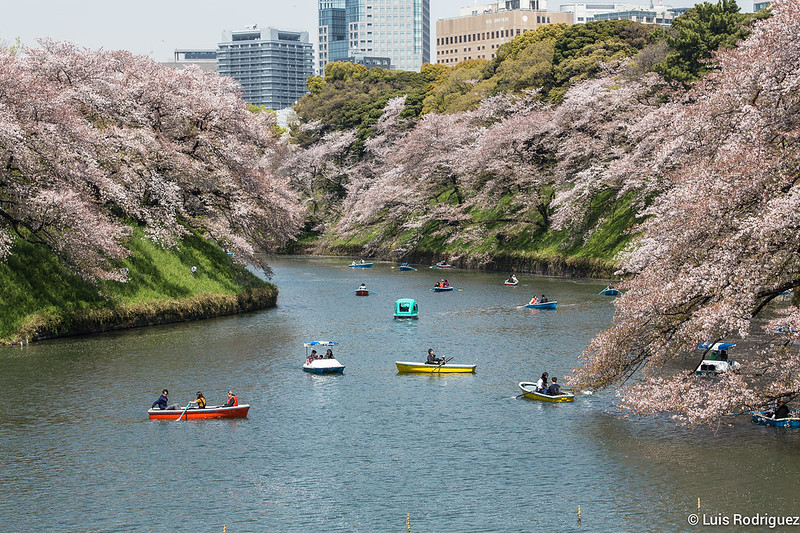 Cerezos en Chidorigafuchi en Tokio, en el itinerario de cerezos en flor