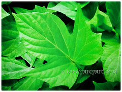 Beautiful green and palmately lobed leaves of Ipomoea batatas (Sweet Potato, Sweet Potato Vine, Keledek in Malay), 8 Nov 2017
