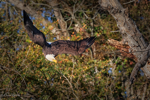 virginia action autumn background bird eagle fall jamesriver raptor sunrise wildlife chester unitedstates us