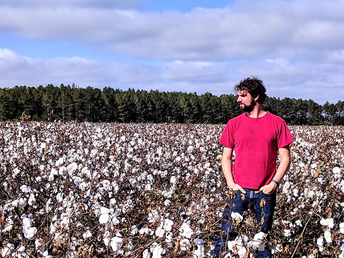 georgia cotton cottonfield sky