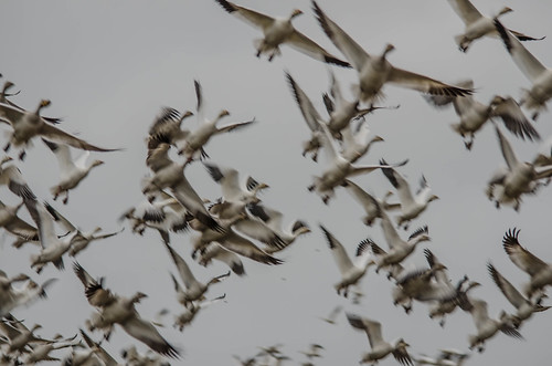 Migrating Snow Geese-3