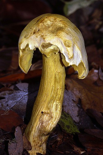 Sulphur knight mushroom - Narcisridderzwam
