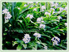 Hedychium coronarium (White Ginger Lily, White Ginger, Butterfly Ginger Lily, Garland Flower)