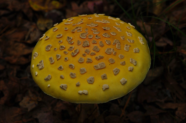 First Landing State Park Fungi (3)