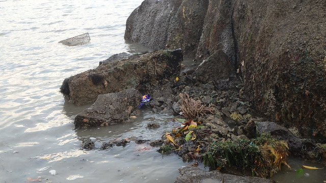 Fish trap on living rocky shore