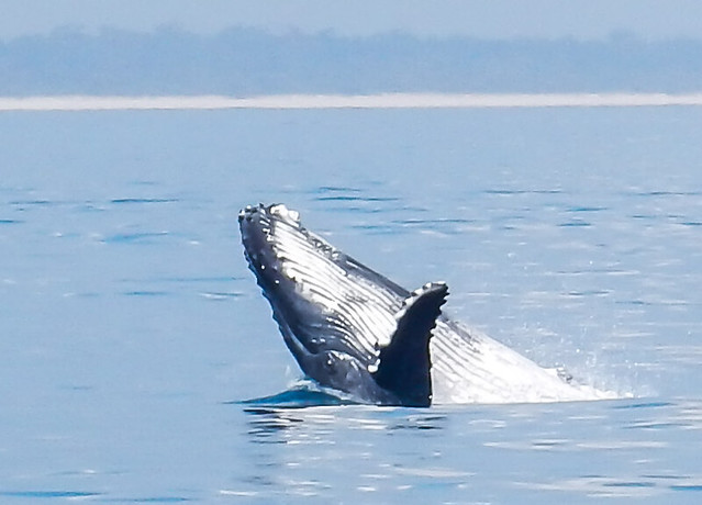 Hervey Bay, danza de ballenas - AUSTRALIA POR LIBRE: EL PAÍS DEL FIN DEL MUNDO (24)