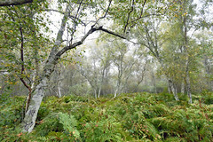 Autumn forest - Photo of Hourtin