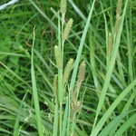 Carex shortiana