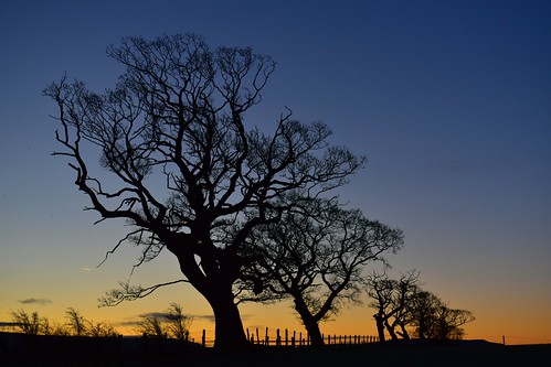 brampton cumbria england uk oldchurchlane oldchurchfarm trees dawn sunrise tree oak oaktree